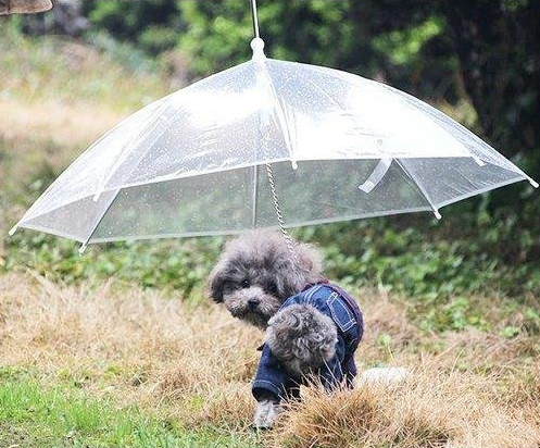 愛犬用おさんぽ傘