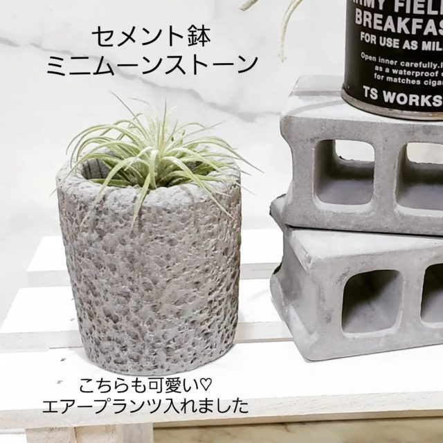 エアープランツが植えられたムーンストーン風の鉢植え