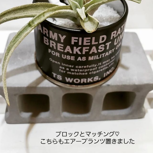セメントブロックの上にエアープランツを置いた例