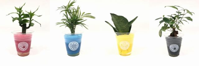 4種類のカップ入り観葉植物